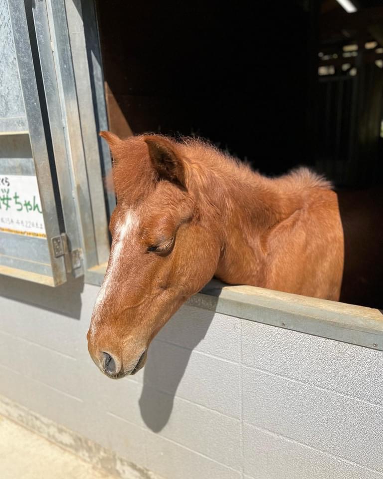 対州馬ふれあい牧場