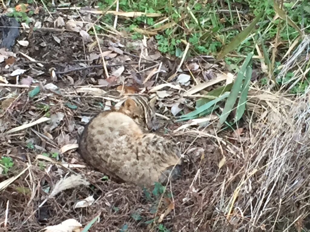 ツシマヤマネコ