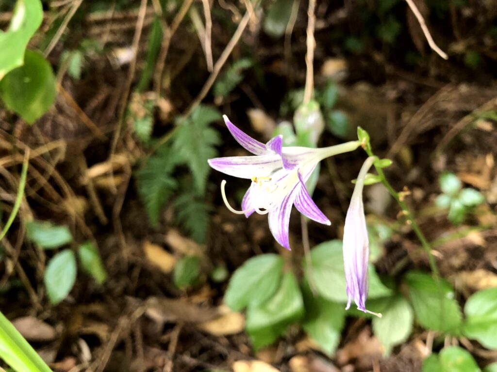 ツシマギボウシ