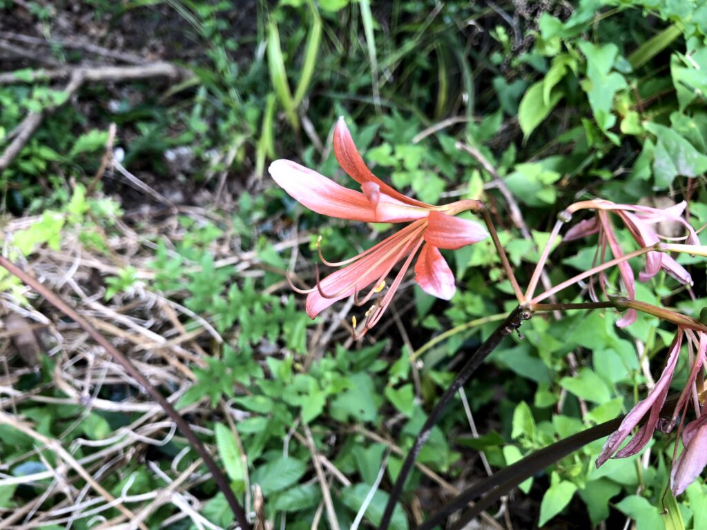 キツネノカミソリ