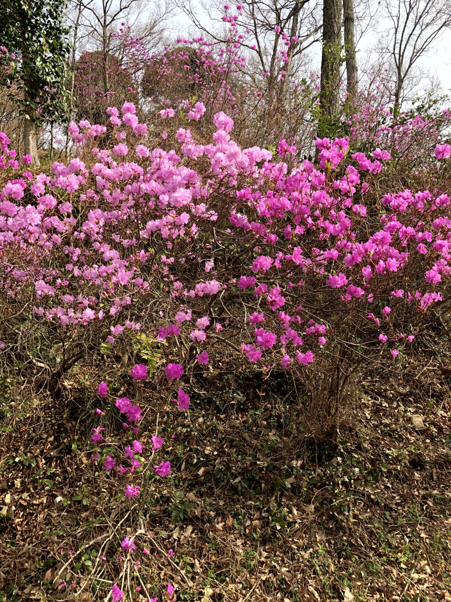 ゲンカイツツジ