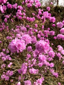 ゲンカイツツジ