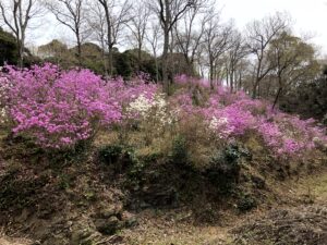 ゲンカイツツジ