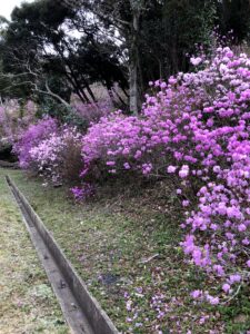 ゲンカイツツジ