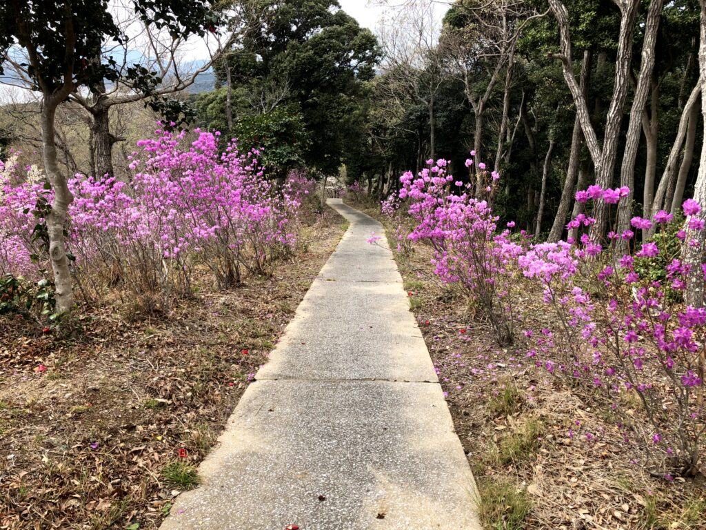 ゲンカイツツジの森
