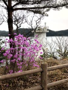 ゲンカイツツジ