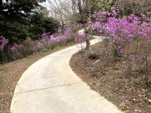 ゲンカイツツジ