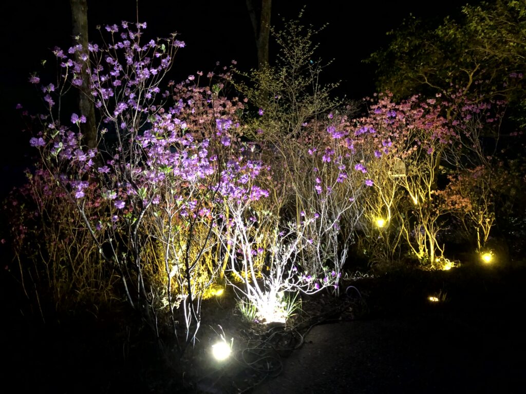 ゲンカイツツジ　ライトアップ