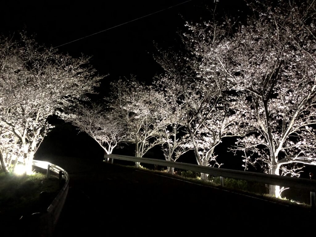 サクラ　ライトアップ