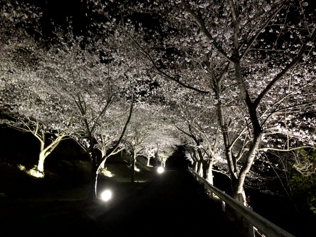 サクラのライトアップ