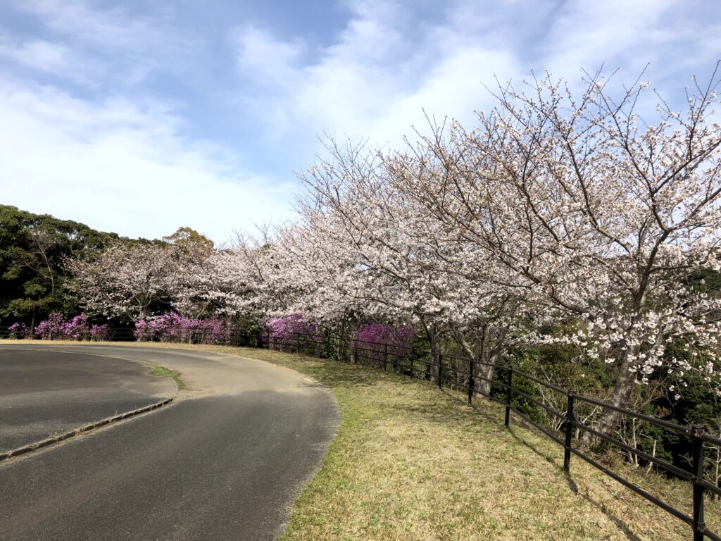 サクラとゲンカイツツジ