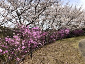 ゲンカイツツジ