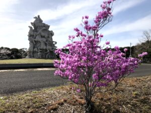 ゲンカイツツジ