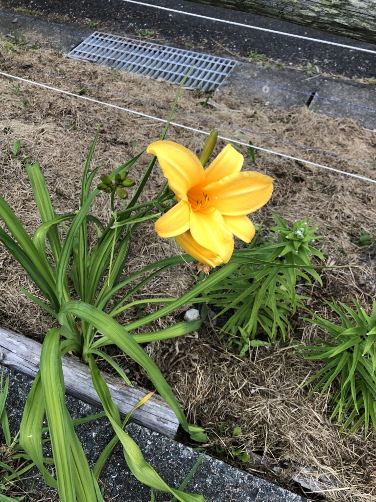 ハクウンキスゲ