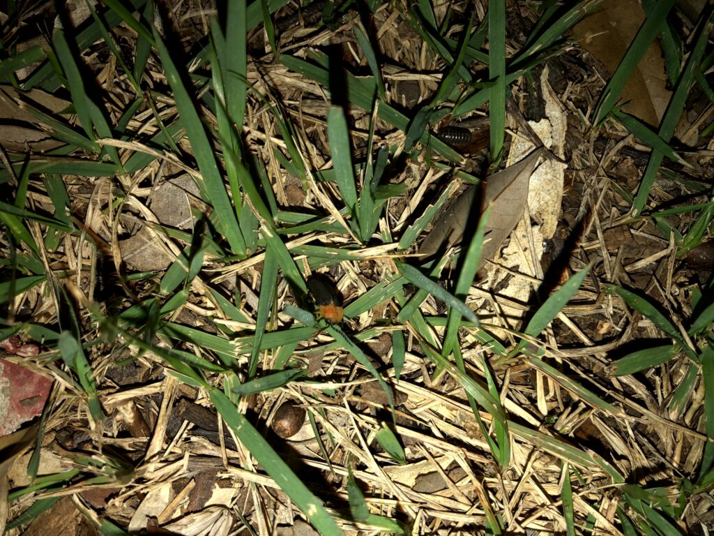 アキマドホタル