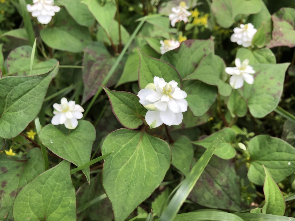 ヤエザキドクダミ