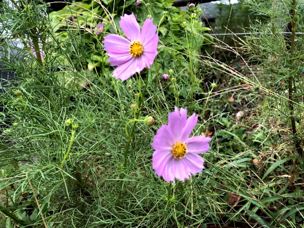 コスモス