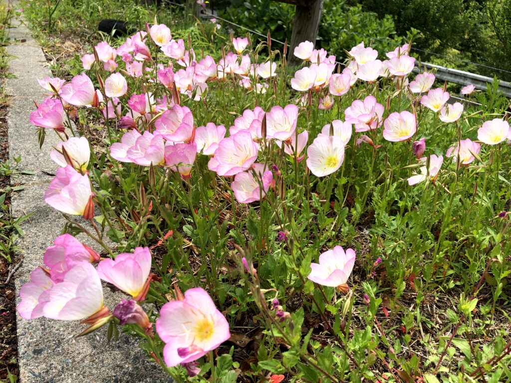 ヒルザキツキミソウ