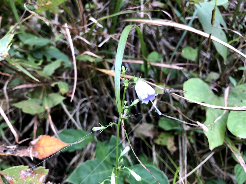 サイヨウシャジン