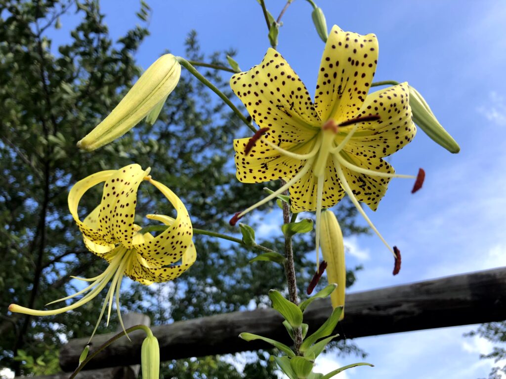 オウゴンオニユリ