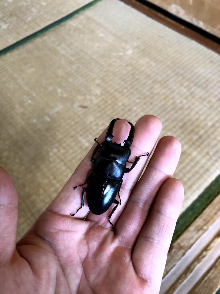 対馬ヒラタクワガタ