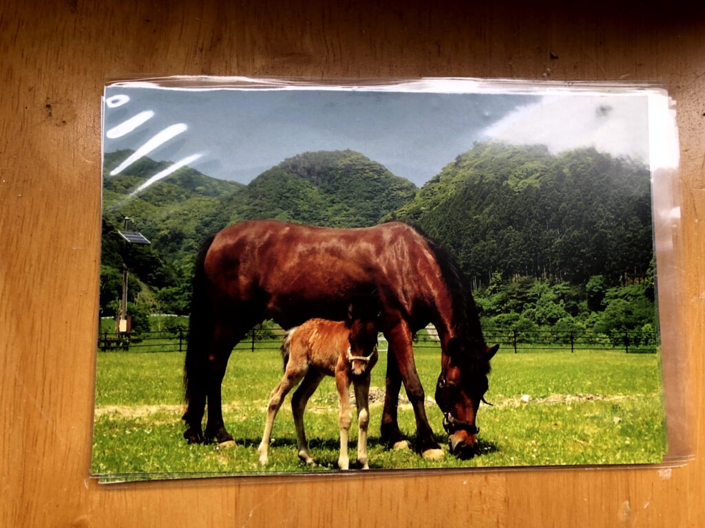 対州馬ポストカード（①～⑤）