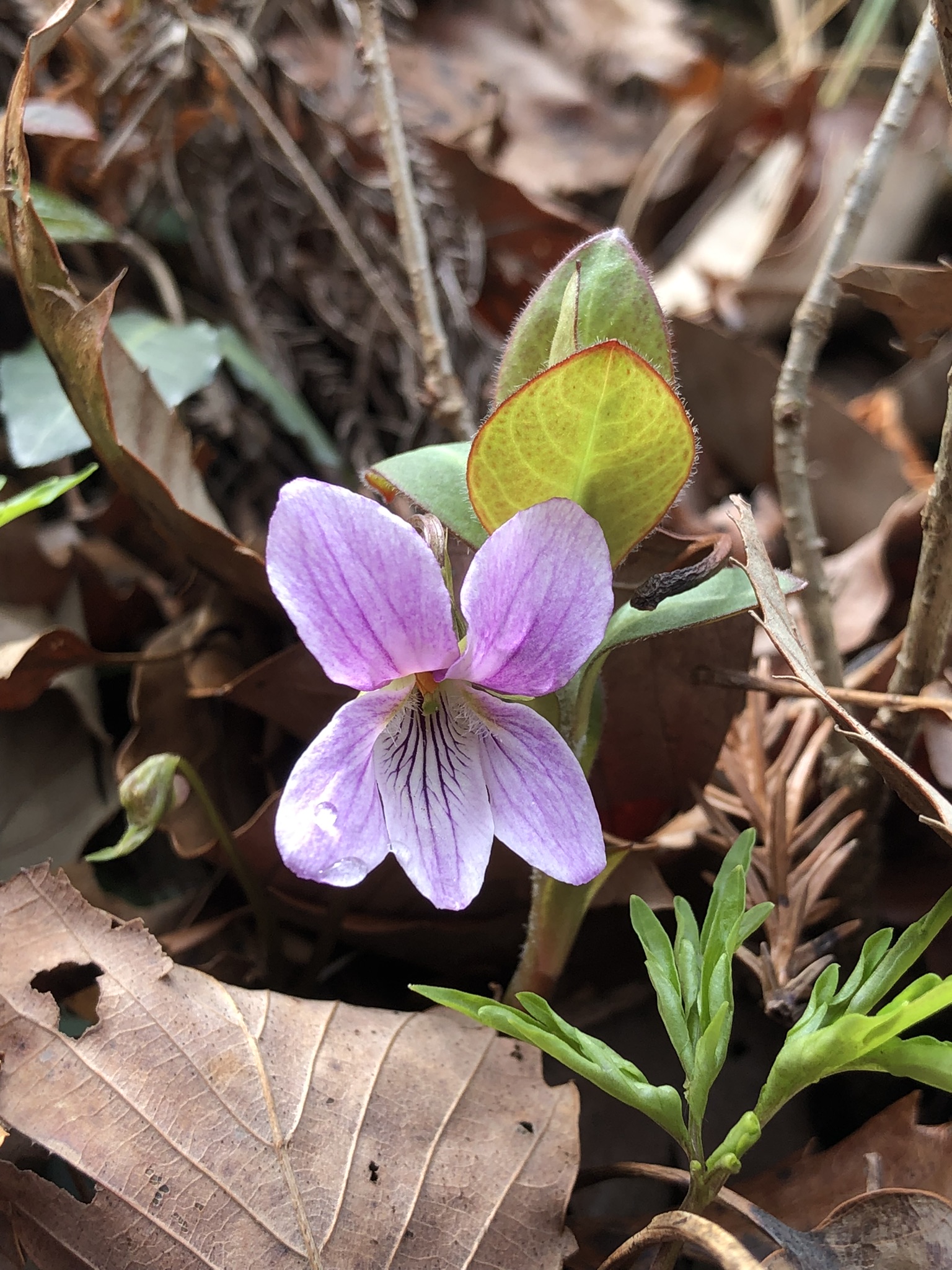 ナンザンスミレ