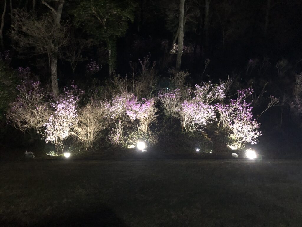 ゲンカイツツジのライトアップ