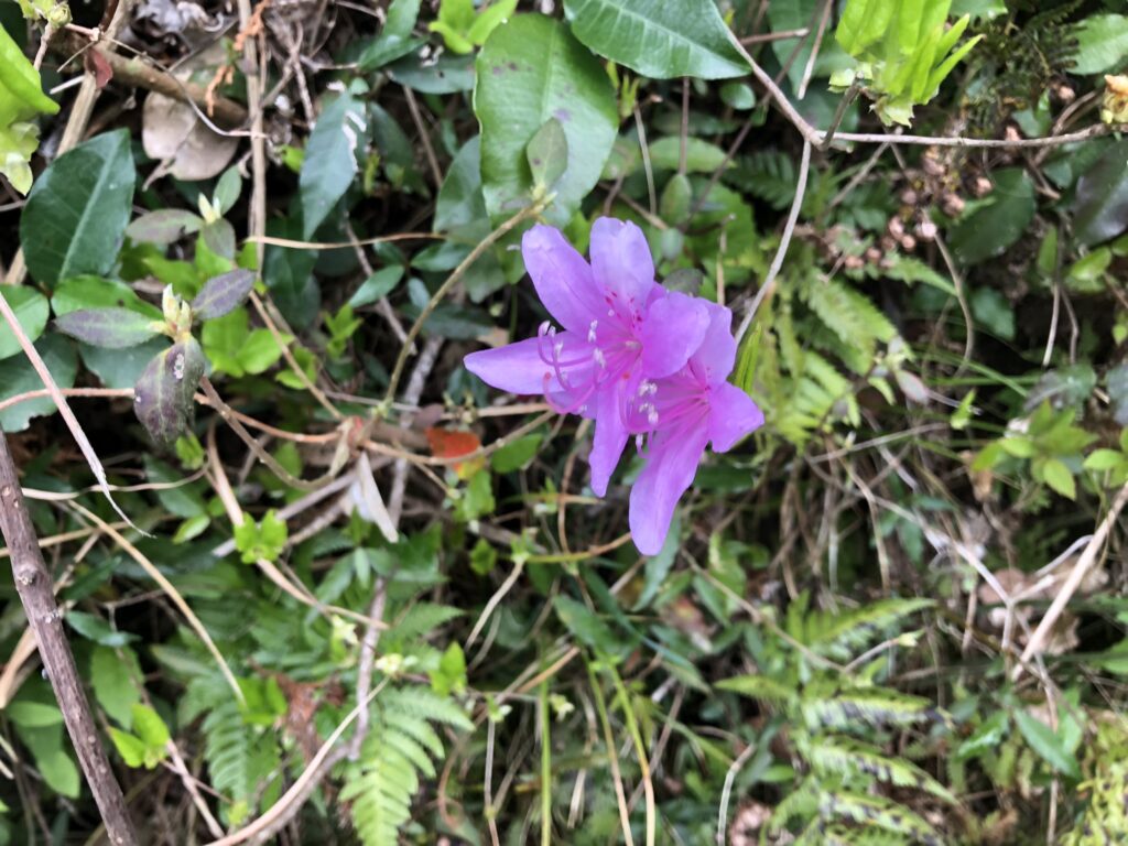 コバノミツバツツジ