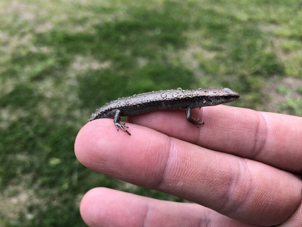 ツシマスベトカゲ