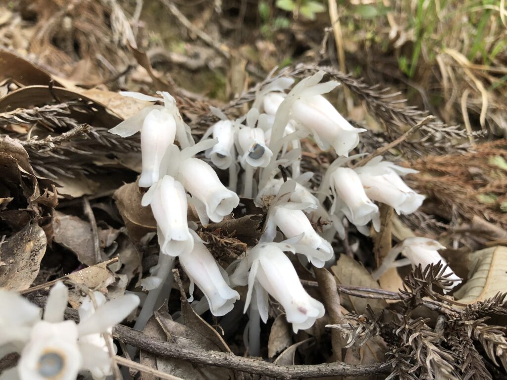 ギンリョウソウ